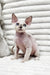 Ilan | Devon Rex Kitten