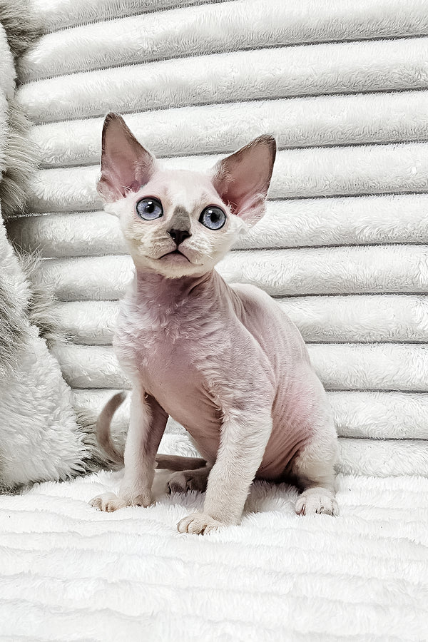 Ilan | Devon Rex Kitten