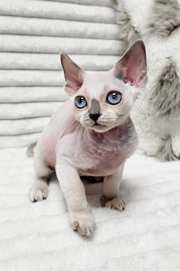 Ilan | Devon Rex Kitten