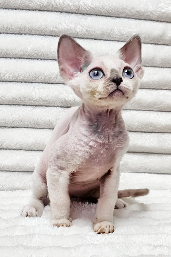 Ilan | Devon Rex Kitten