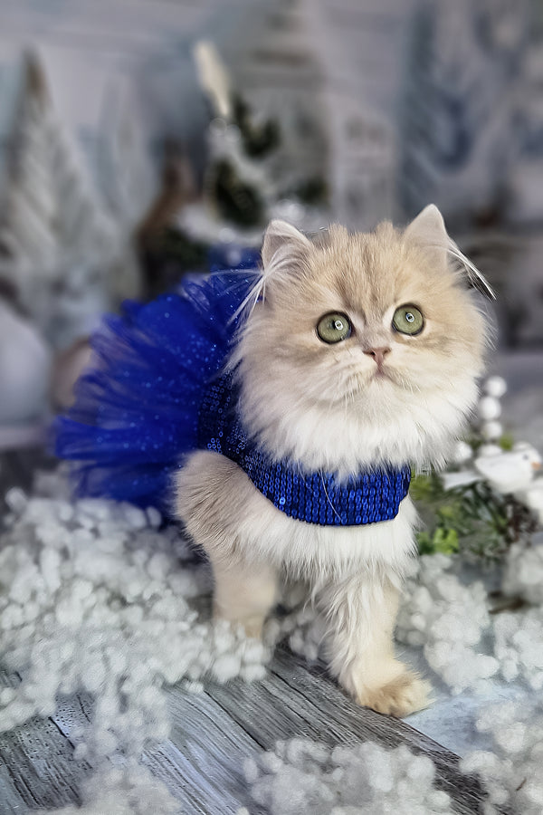 Ilana | British Longhair Kitten