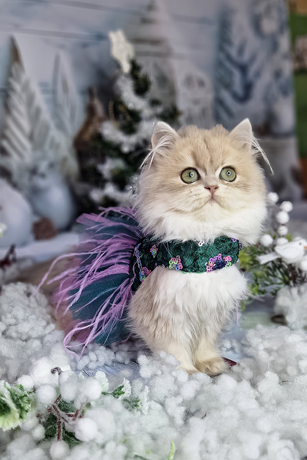 Ilana | British Longhair Kitten