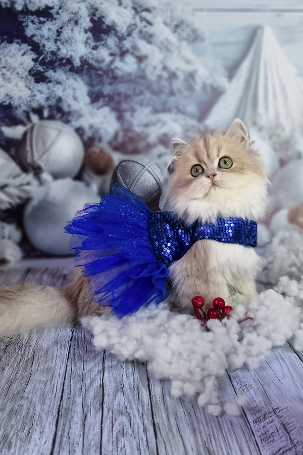 Ilana | British Longhair Kitten