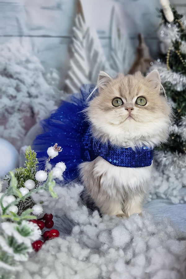 Ilana | British Longhair Kitten