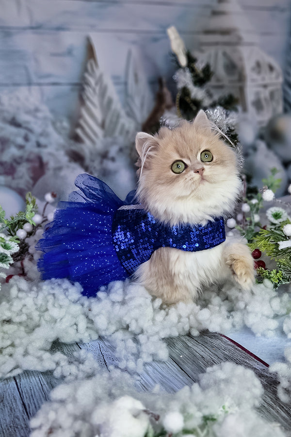 Ilana | British Longhair Kitten