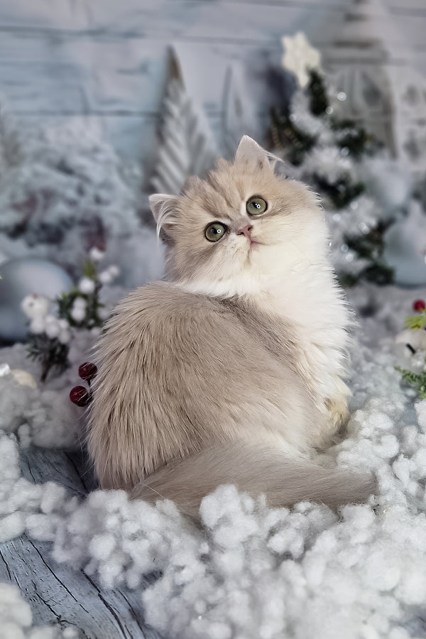 Ilana | British Longhair Kitten