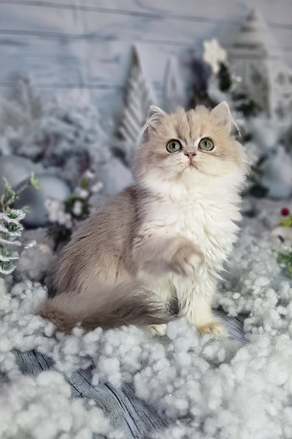 Ilana | British Longhair Kitten