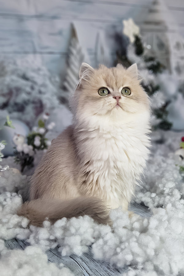 Ilana | British Longhair Kitten