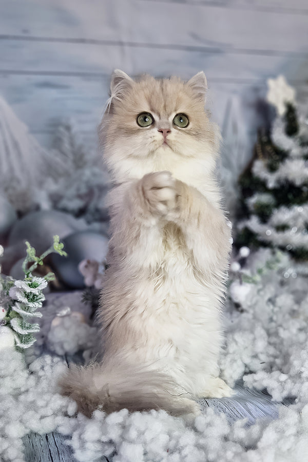 Ilana | British Longhair Kitten