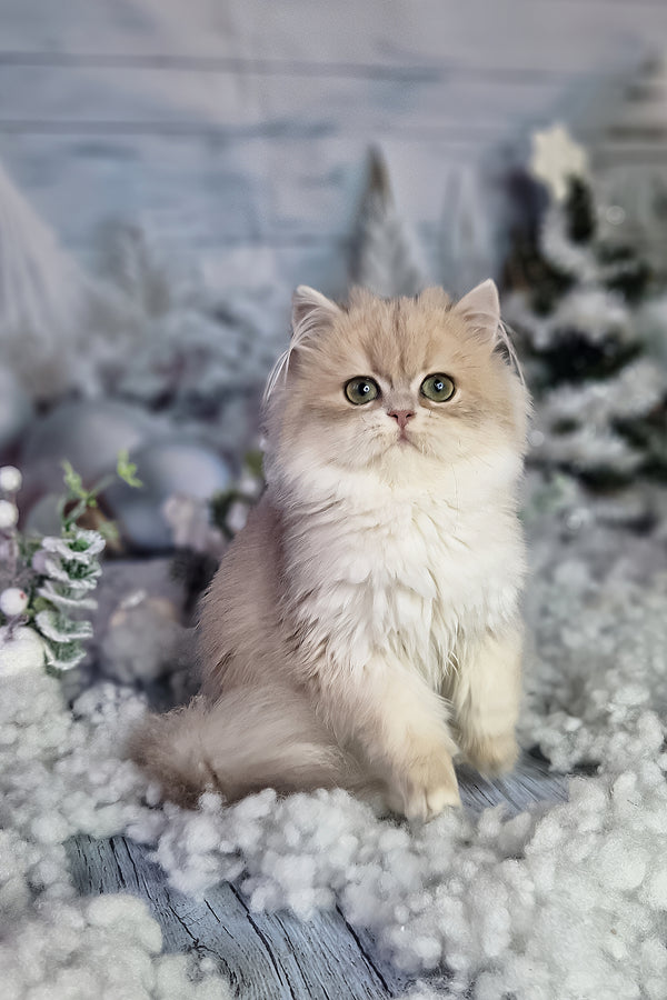 Ilana | British Longhair Kitten