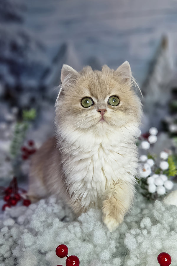 Ilana | British Longhair Kitten