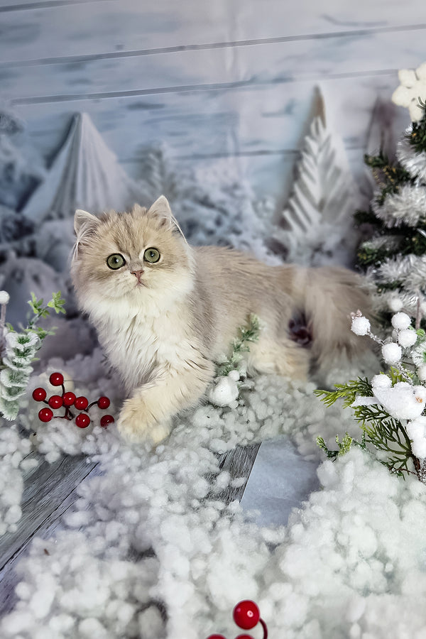 Ilana | British Longhair Kitten