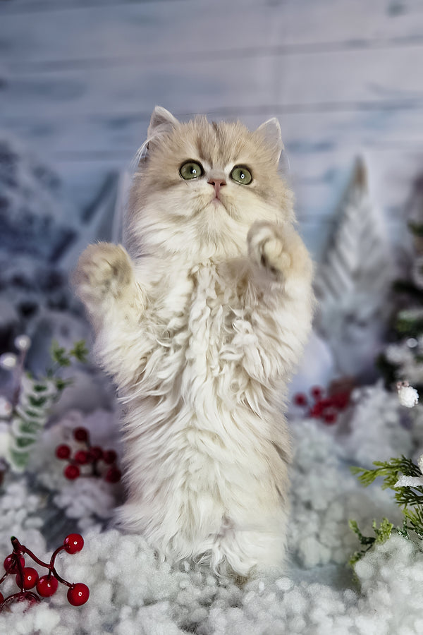 Ilana | British Longhair Kitten