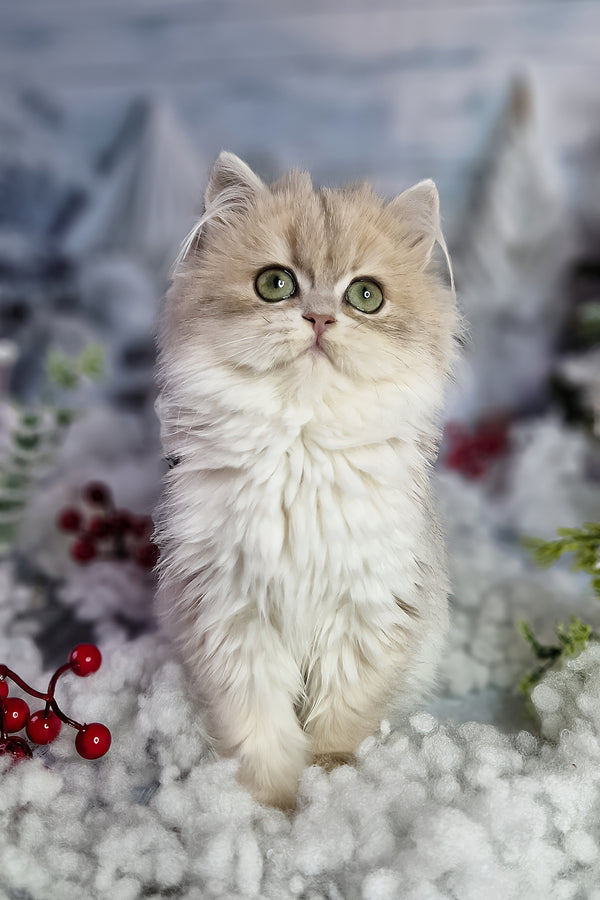 Ilana | British Longhair Kitten