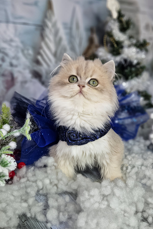 Ilana | British Longhair Kitten