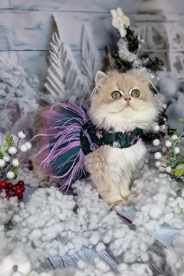 Ilana | British Longhair Kitten