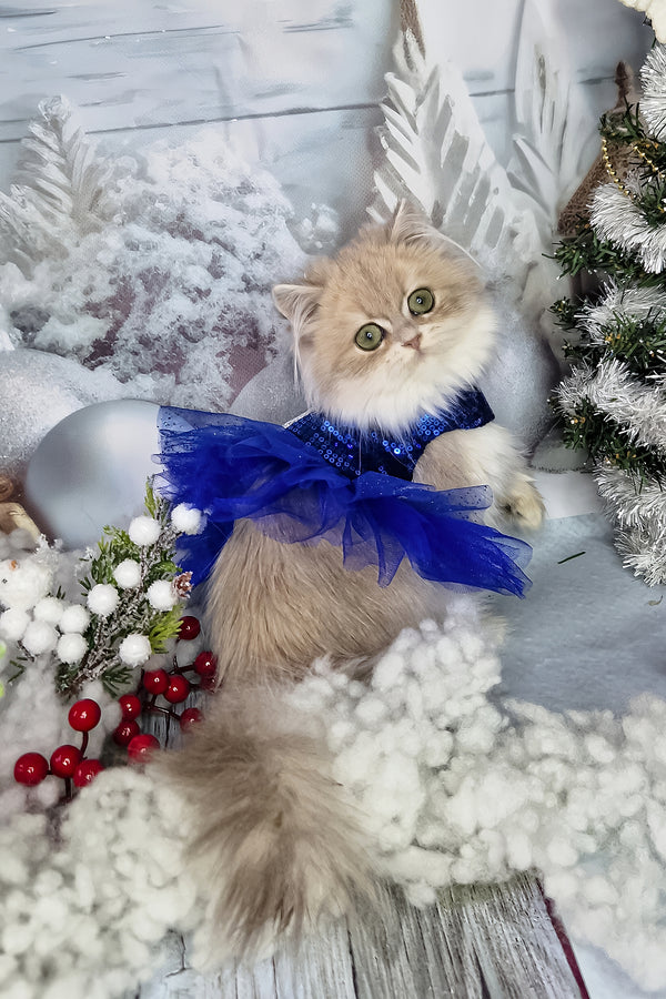 Ilana | British Longhair Kitten