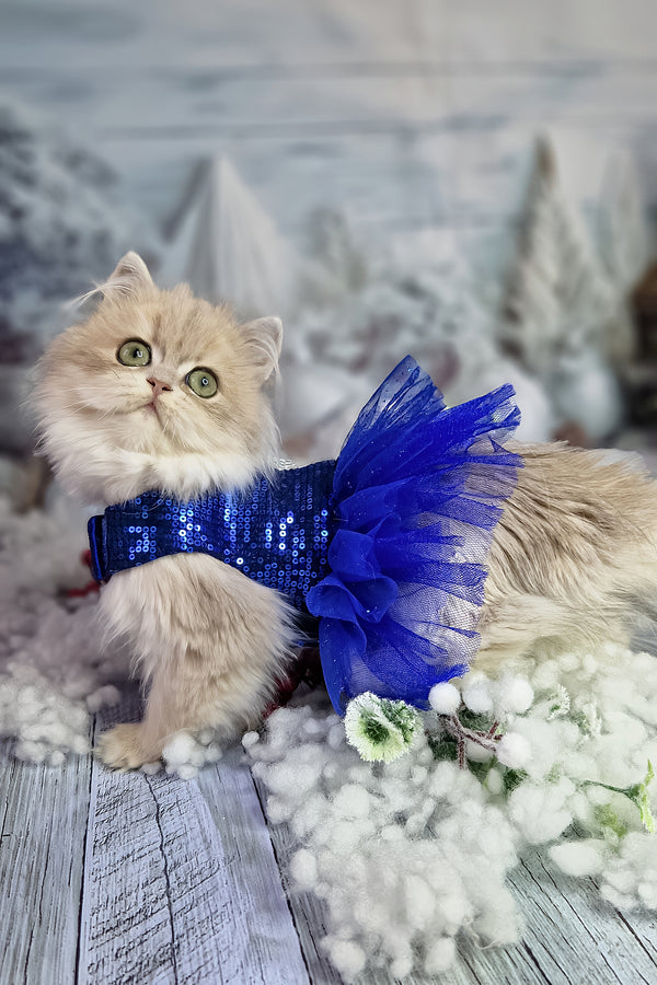 Ilana | British Longhair Kitten