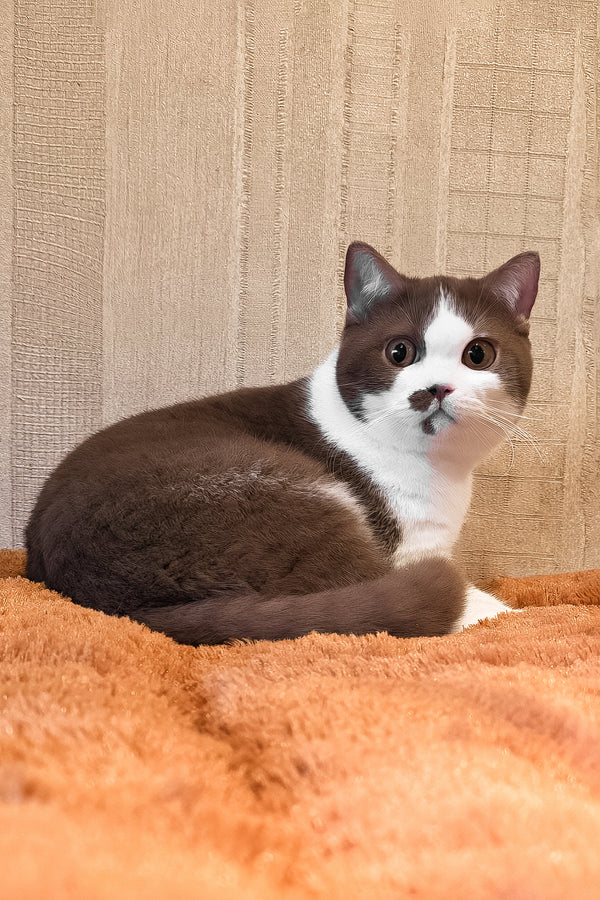 Ilon | British Shorthair Kitten