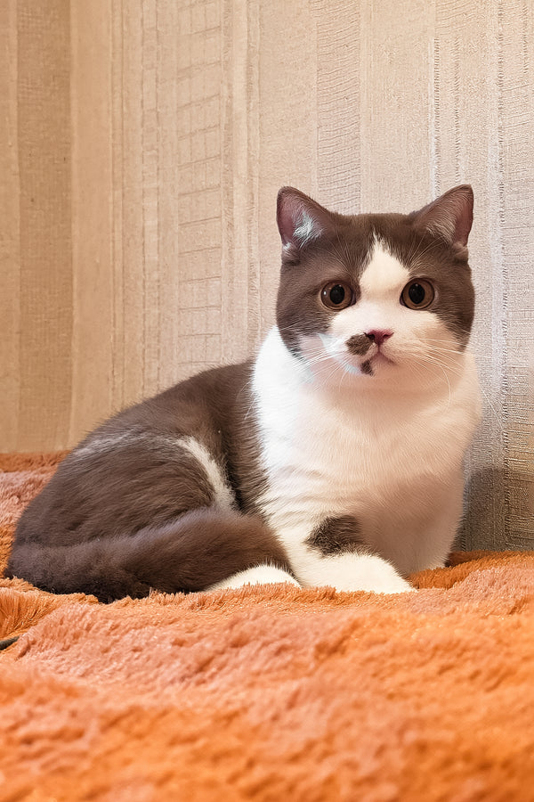 Ilon | British Shorthair Kitten
