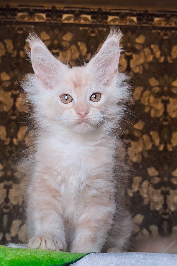 Ilyusha | Maine Coon Kitten