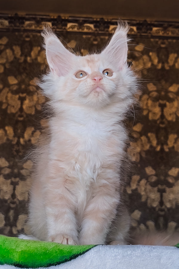 Ilyusha | Maine Coon Kitten