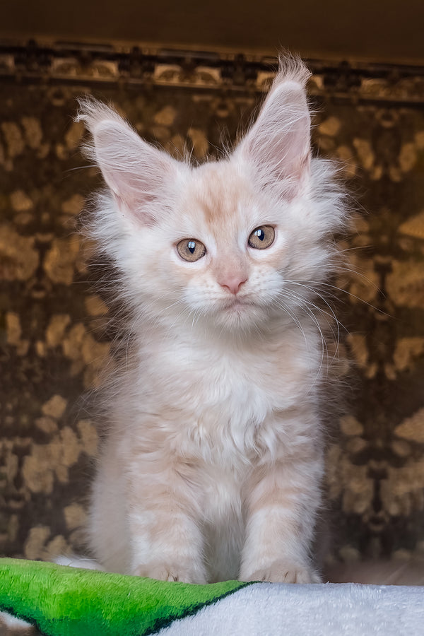 Ilyusha | Maine Coon Kitten