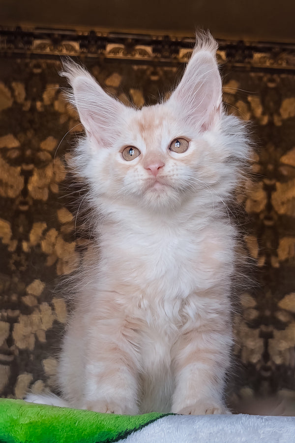 Ilyusha | Maine Coon Kitten