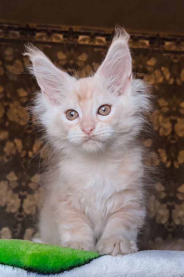 Ilyusha | Maine Coon Kitten