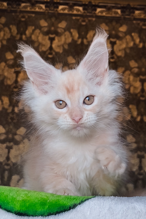 Ilyusha | Maine Coon Kitten