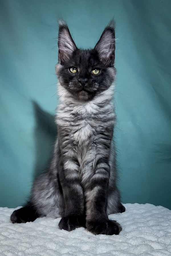 Imperator | Maine Coon Kitten