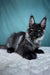 Imperator | Maine Coon Kitten