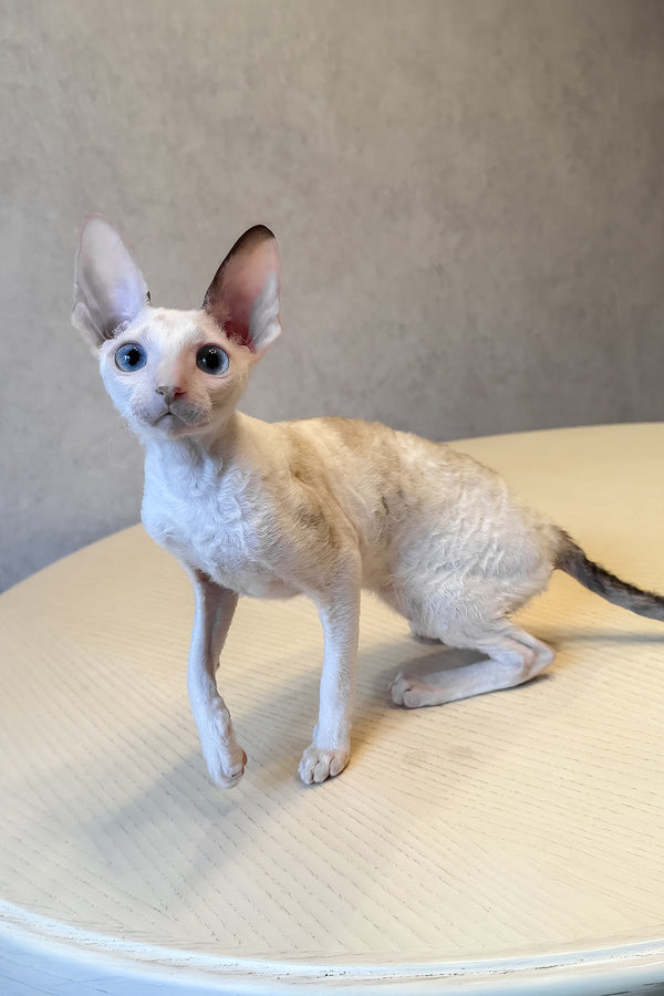 Incanto | Cornish Rex Kitten