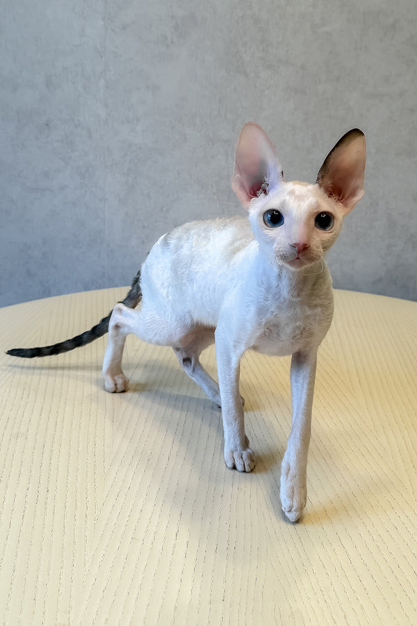 Incanto | Cornish Rex Kitten