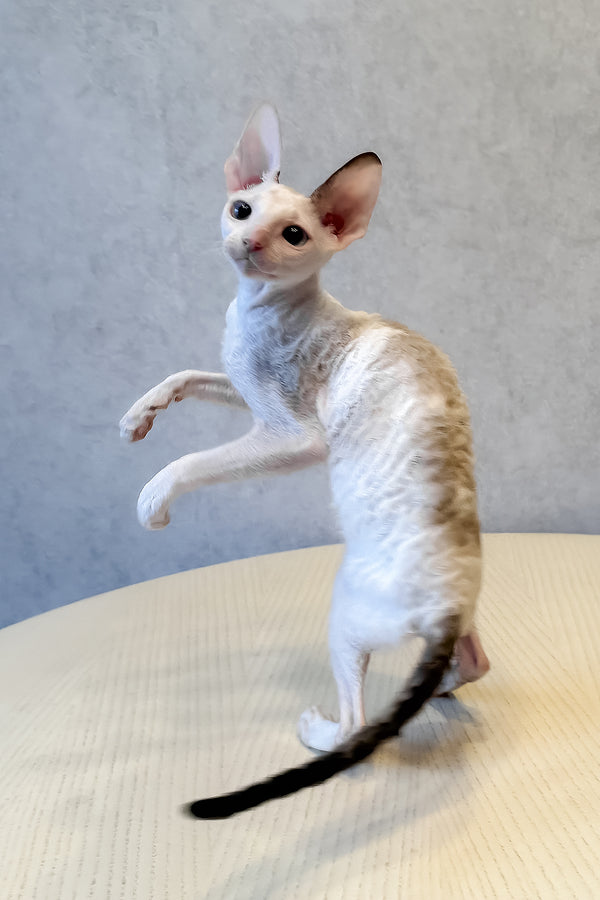 Incanto | Cornish Rex Kitten