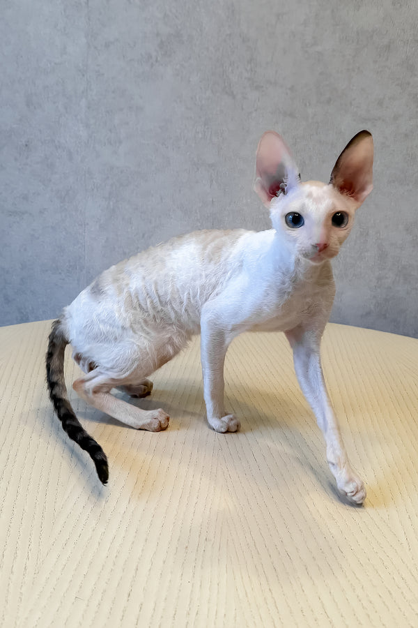 Incanto | Cornish Rex Kitten