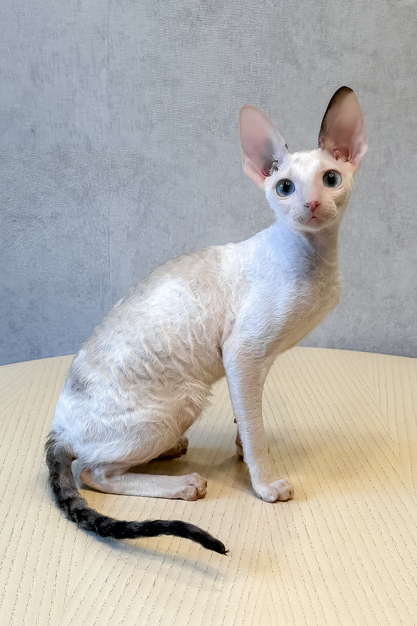 Incanto | Cornish Rex Kitten