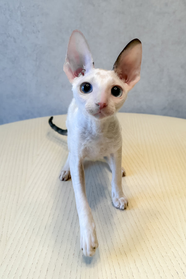 Incanto | Cornish Rex Kitten