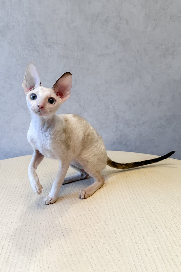 Incanto | Cornish Rex Kitten