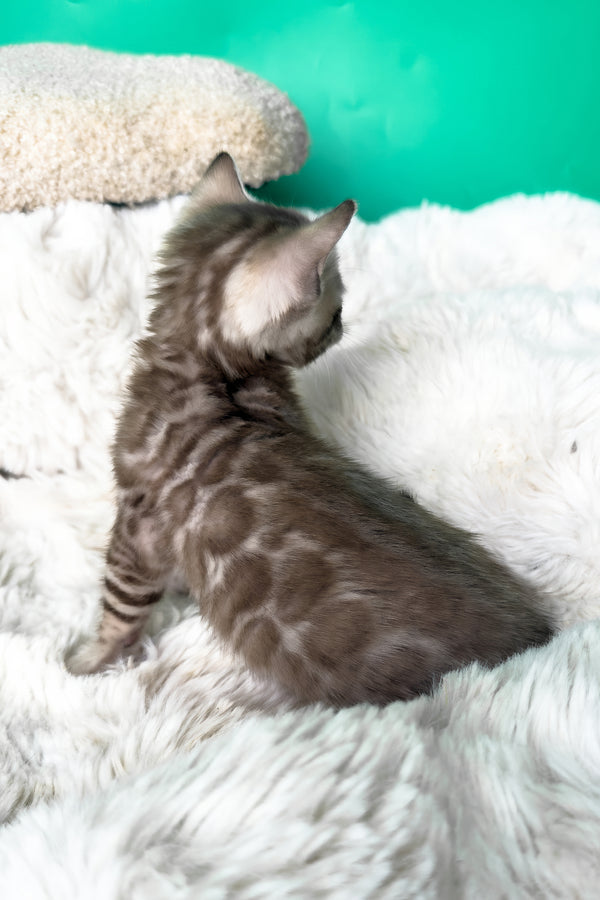 Indigo | Bengal Kitten