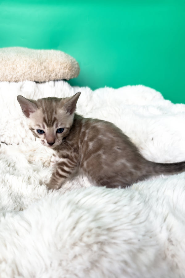 Indigo | Bengal Kitten