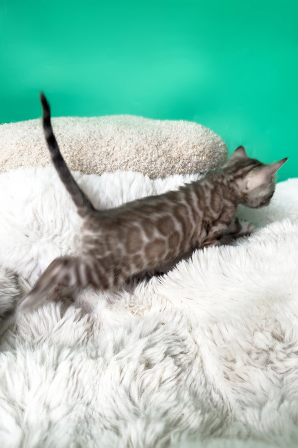 Indigo | Bengal Kitten
