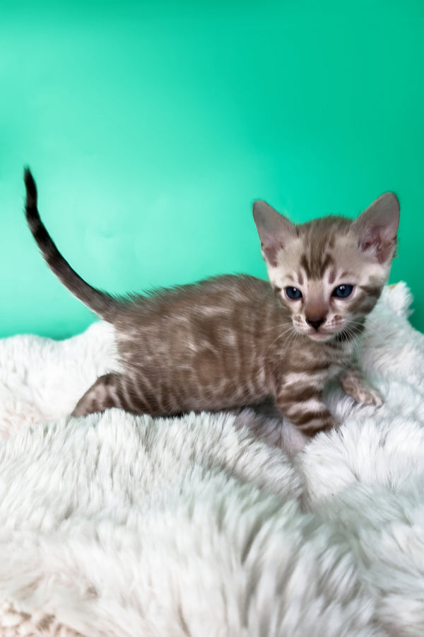 Indigo | Bengal Kitten