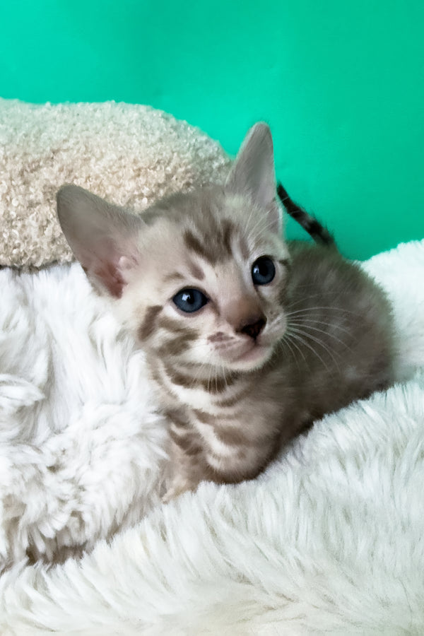 Indigo | Bengal Kitten