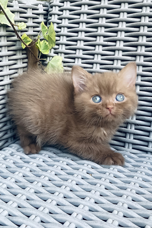 A fluffy ginger british shorthair kitten with blue eyes sits on a gray woven chair with comprehensive health guarantee