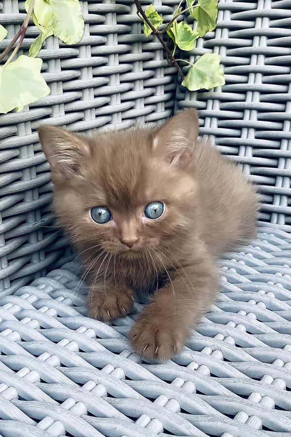 A fluffy caramel british shorthair kitten with blue eyes resting on a gray woven chair with comprehensive health guarantee