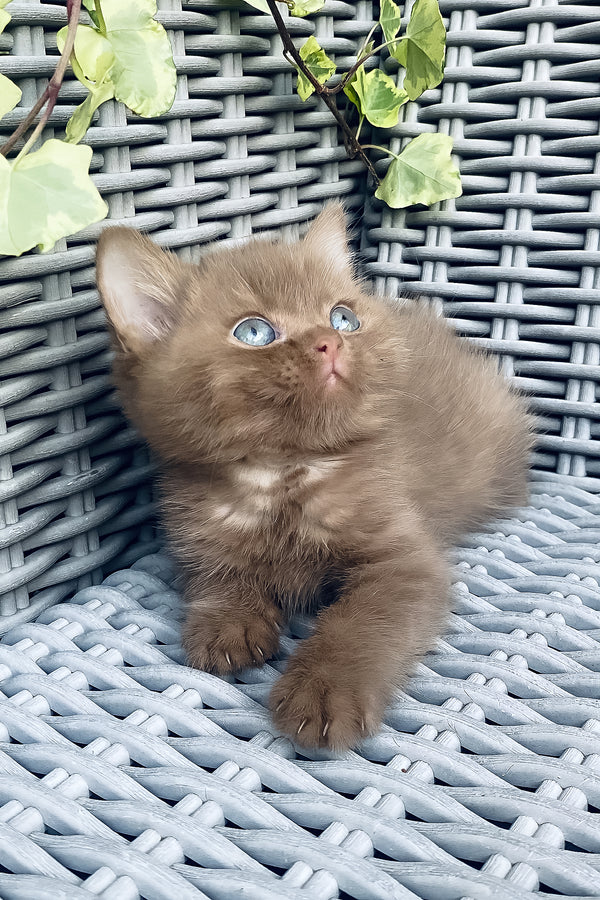 A fluffy caramel british shorthair kitten with blue eyes resting on a gray woven wicker surface with health guarantee