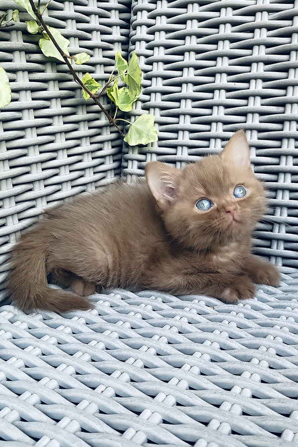 A fluffy ginger british shorthair kitten with blue eyes resting on a gray woven outdoor chair from indigo purebred kitties with comprehensive health guarantee
