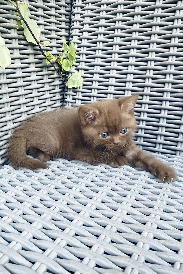 A fluffy brown british shorthair kitten with blue eyes resting on a gray woven outdoor chair with comprehensive health guarantee