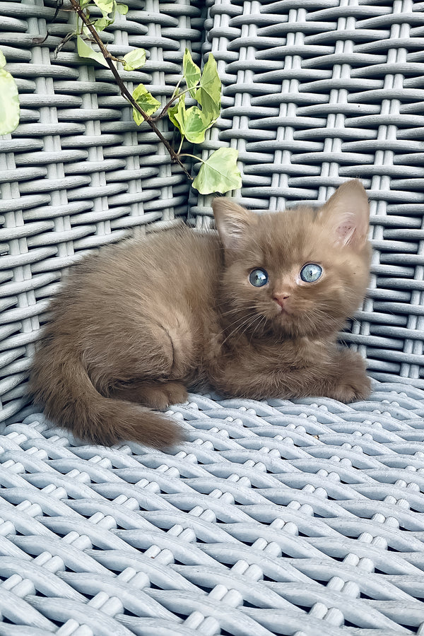 Fluffy caramel british shorthair kitten with blue eyes resting on gray woven outdoor chair purebred kitties health guarantee